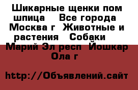 Шикарные щенки пом шпица  - Все города, Москва г. Животные и растения » Собаки   . Марий Эл респ.,Йошкар-Ола г.